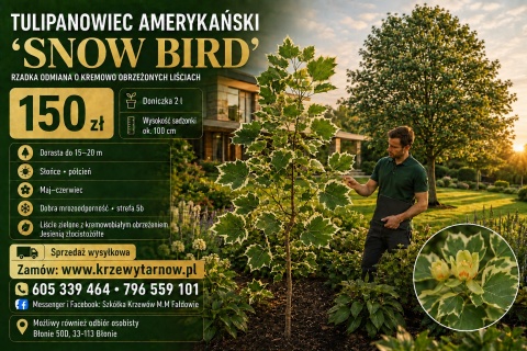TULIPANOWIEC AMERYKAŃSKI ‘SNOW BIRD’