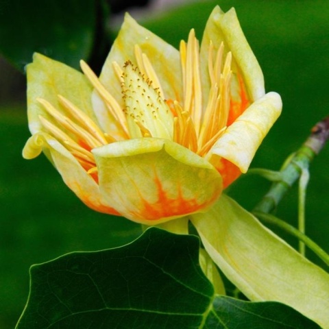 TULIPANOWIEC AMERYKAŃSKI ‘SNOW BIRD’