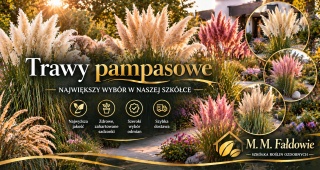 Trawa pampasowa