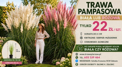 Trawa pampasowa