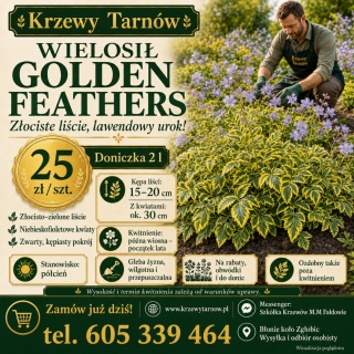 Wielosił Golden Feathers