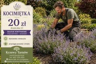 kocimiętka