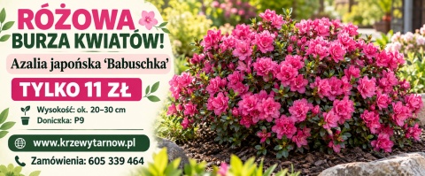 Azalia japońska ‘Babuschka’