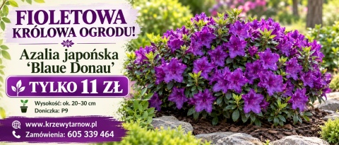 Azalia japońska ‘Blaue Donau’