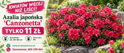 Azalia japońska ‘Canzonetta’