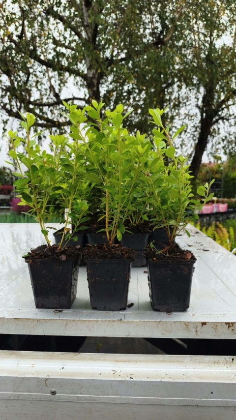 Azalia japońska ‘Canzonetta’