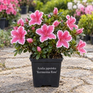 Azalia japońska ‘Kermesina Rose’