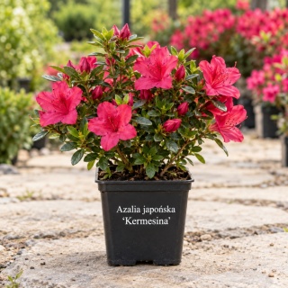 Azalia japońska ‘Kermesina’
