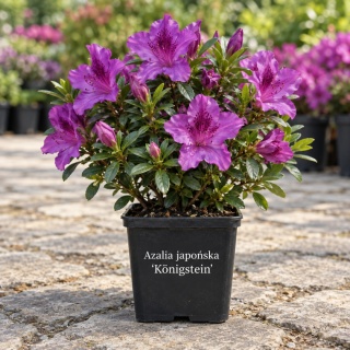 Azalia japońska ‘Königstein’