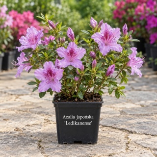 Azalia japońska ‘Ledikanense’