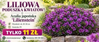 Azalia japońska ‘Lilienstein’