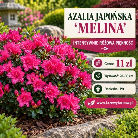Azalia japońska ‘Melina’