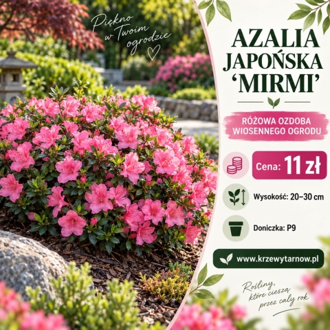 Azalia japońska ‘Mirmi’
