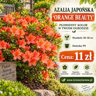 Azalia japońska ‘Orange Beauty’