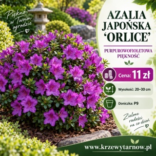 Azalia japońska ‘Orlice’