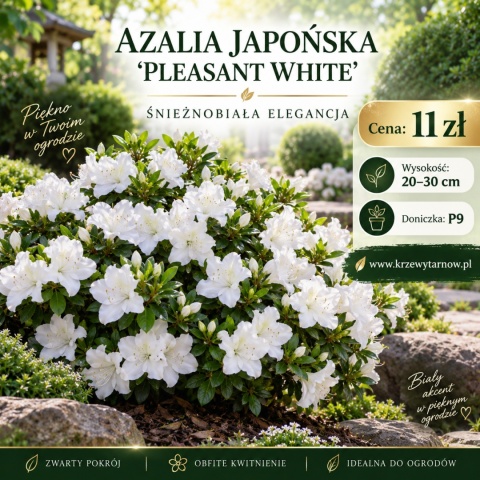 Azalia japońska ‘Pleasant White’