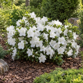 Azalia japońska ‘Pleasant White’