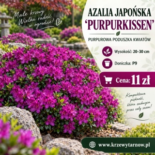 Azalia japońska ‘Purpurkissen’