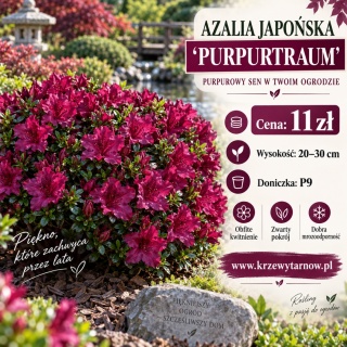 Azalia japońska ‘Purpurtraum’