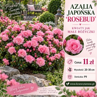 Azalia japońska ‘Rosebud’