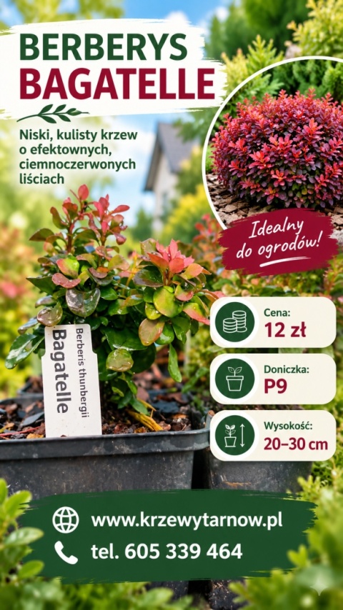 Berberys ‘Bagatelle’