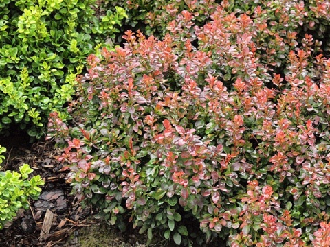 Berberys ‘Bagatelle’