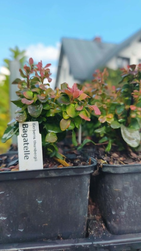 Berberys ‘Bagatelle’