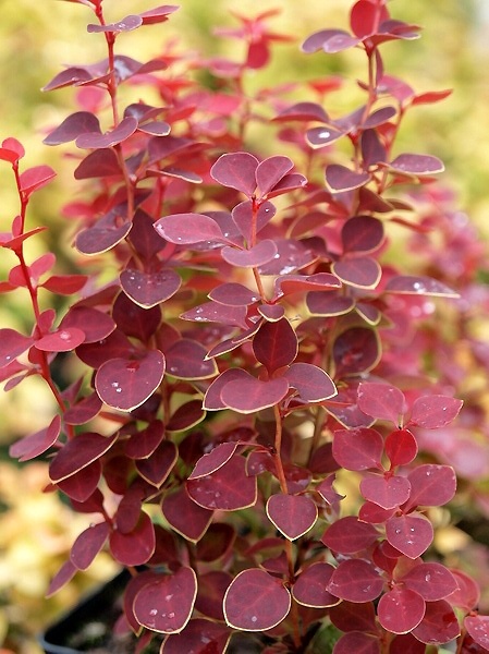 Berberys ‘Chiquita’