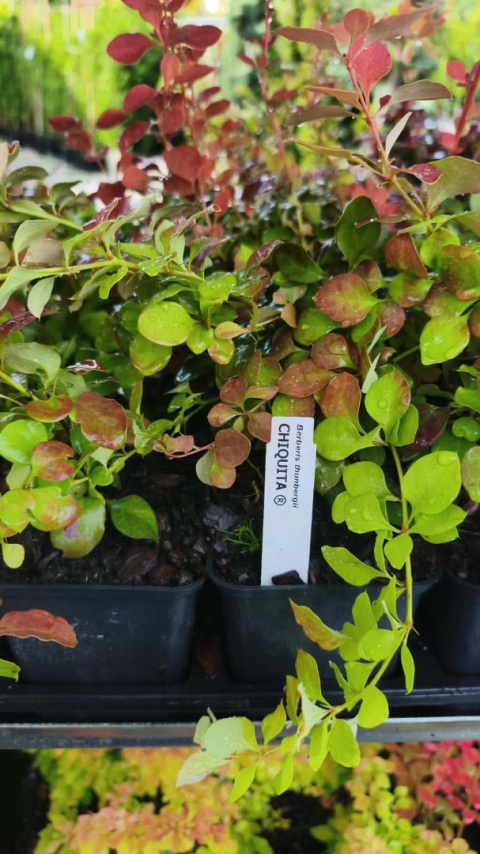 Berberys ‘Chiquita’