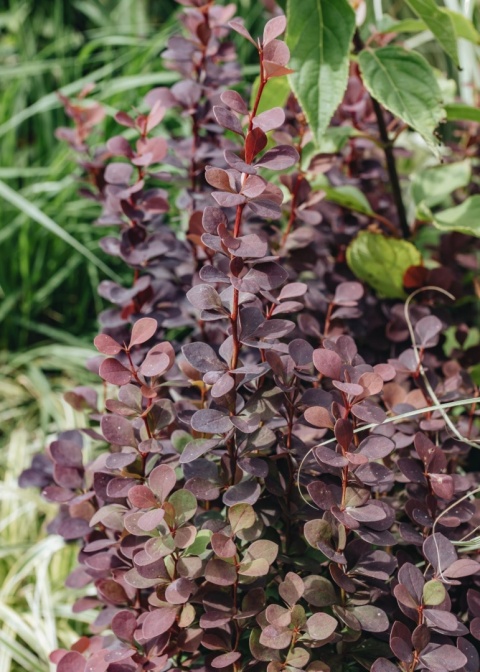 Berberys ‘Chocolate Summer’