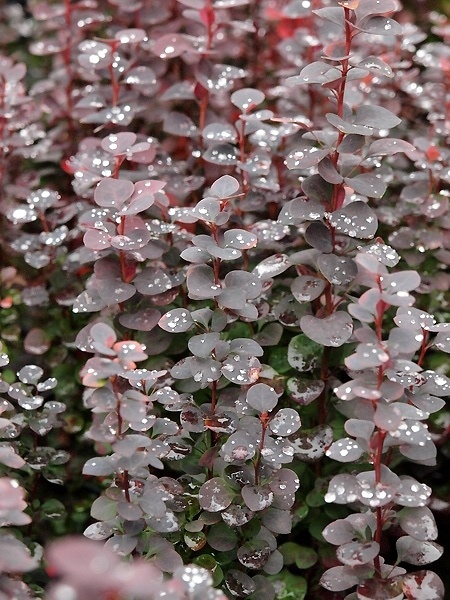 Berberys ‘Chocolate Summer’