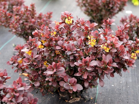 Berberys ‘Chocolate Summer’