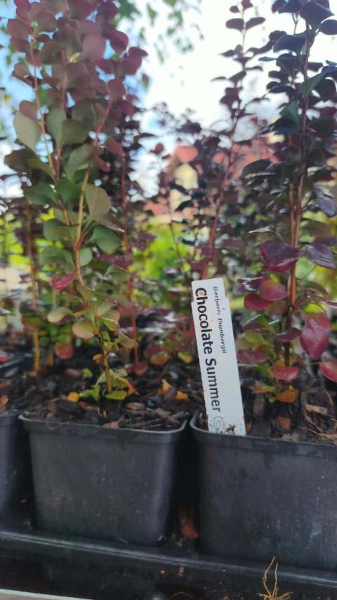 Berberys ‘Chocolate Summer’