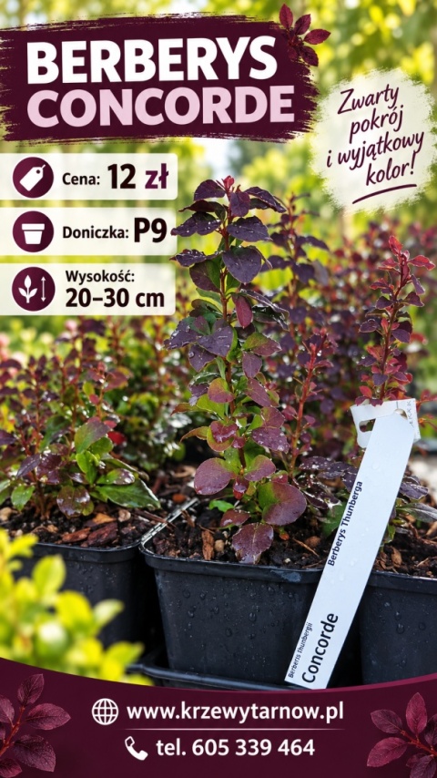 Berberys ‘Concorde’