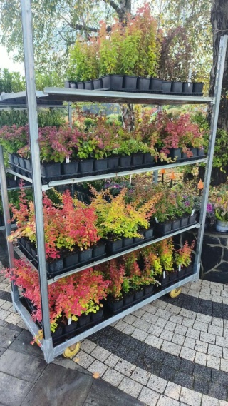 Berberys ‘Concorde’