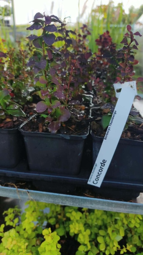 Berberys ‘Concorde’