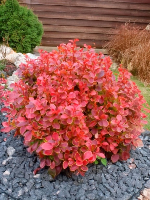 Berberys ‘Coral’