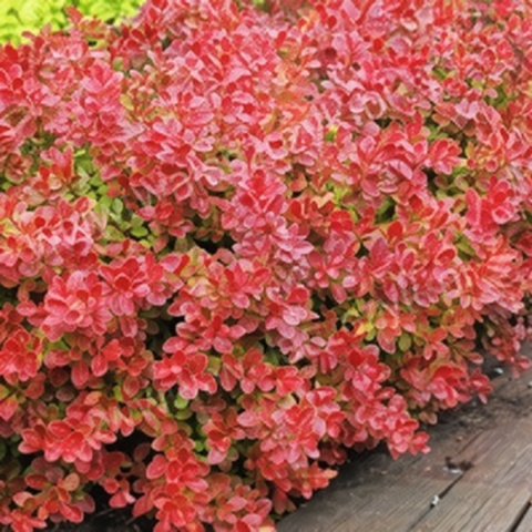 Berberys ‘Coral’