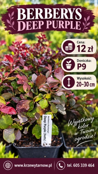 Berberys ‘Deep Purple’