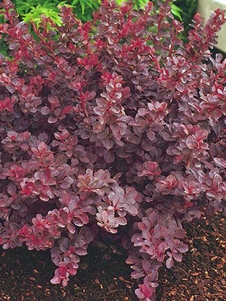 Berberys ‘Deep Purple’