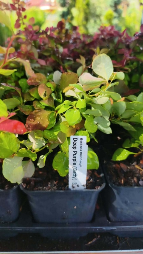 Berberys ‘Deep Purple’
