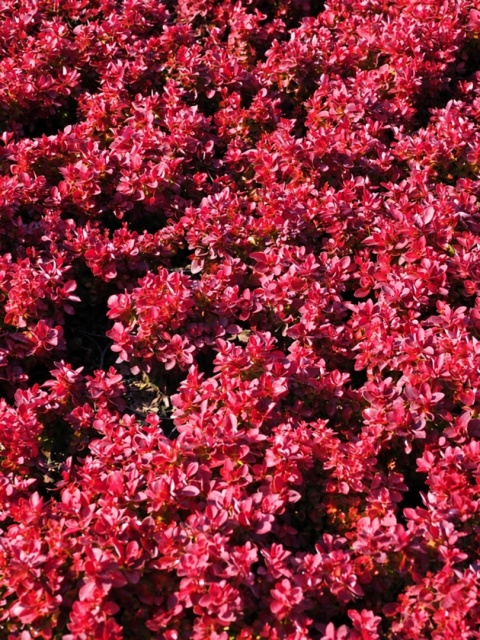Berberys ‘Deep Purple’