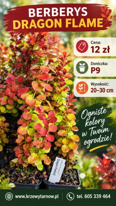 Berberys ‘Dragon Flame’