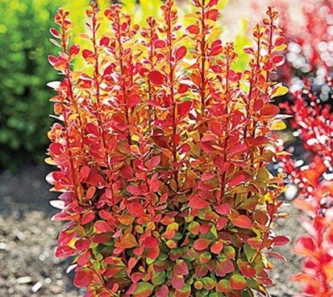 Berberys ‘Dragon Flame’