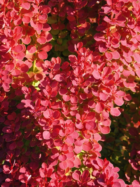 Berberys ‘Dragon Flame’