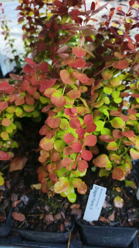 Berberys ‘Dragon Flame’