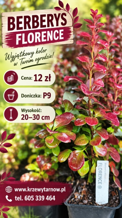 Berberys ‘Florence’