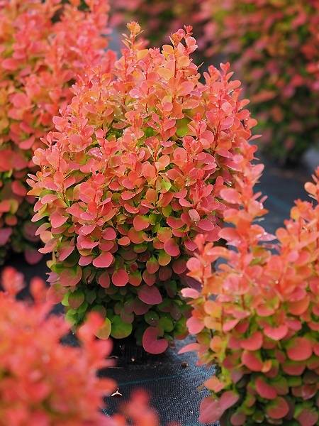 Berberys ‘Florence’