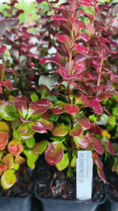 Berberys ‘Florence’