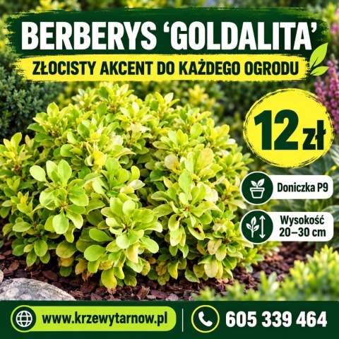 Berberys ‘Goldalita’